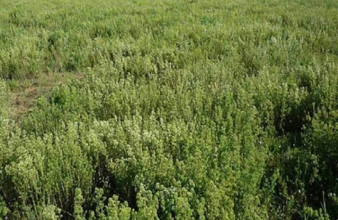 Αρέθουσα: Η Νέα Ελληνική Ποικιλία Ρίγανης Διαθέσιμη για Παραγωγούς