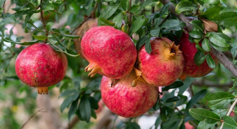 Mέχρι 29 Απριλίου οι αιτήσεις για εξόφληση de minimis 5,1 εκατ. ευρώ