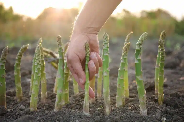 Κραυγή αγωνίας για την καλλιέργεια σπαραγγιών στην Πέλλα