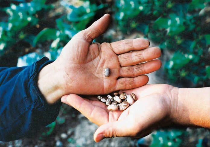 Σπόροι ντόπιων ποικιλιών: 5 λόγοι για να επενδύσετε σήμερα!