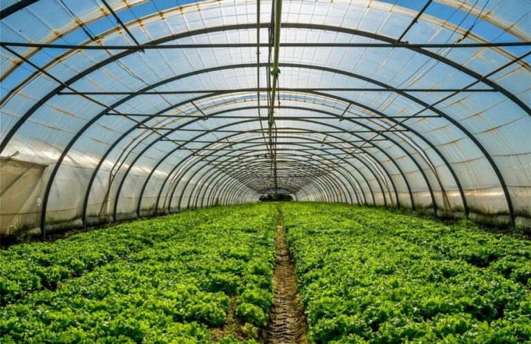 Παράταση για τα Θερμοκήπια: Νέα Προθεσμία έως τις 8 Οκτωβρίου για την Υποβολή Αιτήσεων Ενίσχυσης