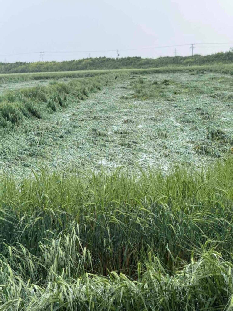 Χαλάζι και δυνατή βροχή προκάλεσαν ζημιές σε καλλιέργειες στη Θεσσαλία
