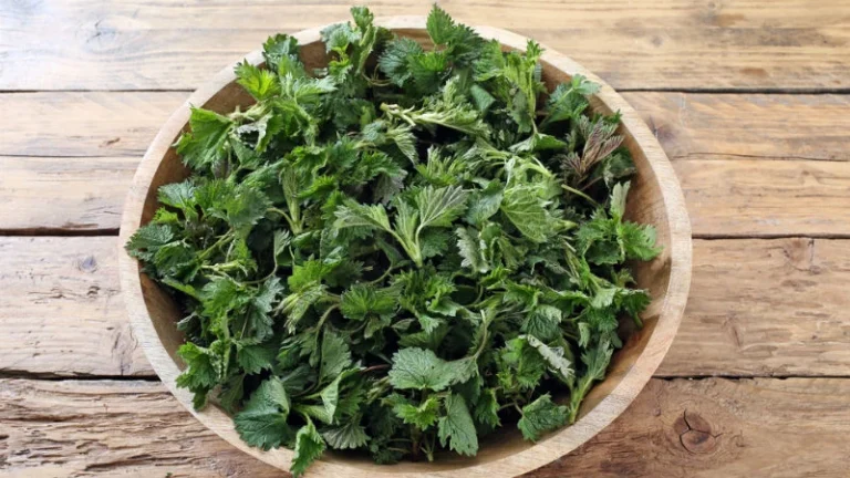 Τα Χόρτα της Άνοιξης: Ποια Μπορούμε να Μαζέψουμε από τους Αγρούς;