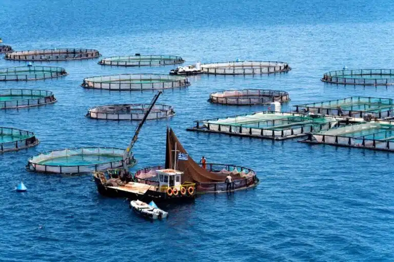 Παραγωγικές Επενδύσεις στην Υδατοκαλλιέργεια: Νέο Πρόγραμμα Χρηματοδότησης έως 4.000.000€