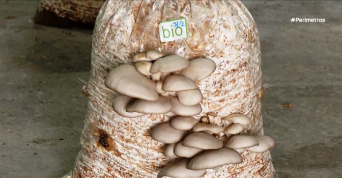 Μανιτάρια θερμοκηπίου Γρεβενών: Η γεύση του δάσους στο πιάτο σας