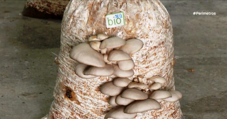 Μανιτάρια θερμοκηπίου Γρεβενών: Η γεύση του δάσους στο πιάτο σας