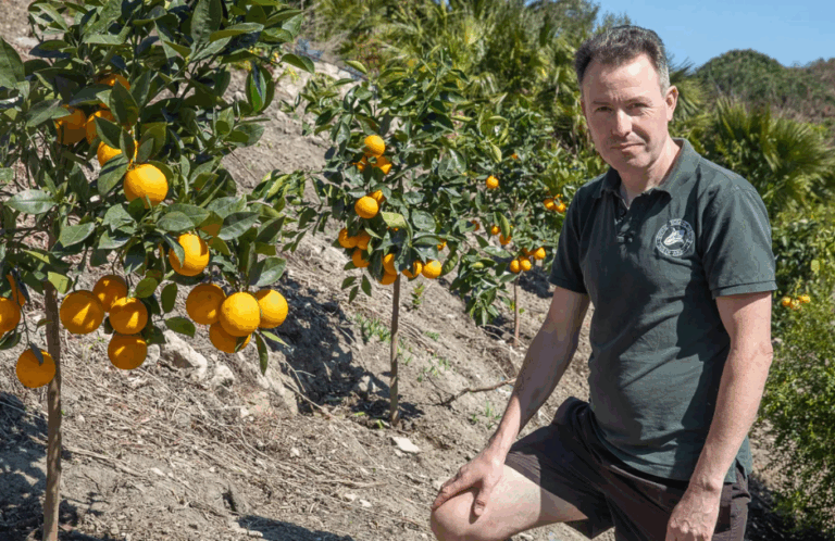 Αγγλία: Πρώτη υπαίθρια καλλιέργεια εσπεριδοειδών λόγω κλιματικής αλλαγής