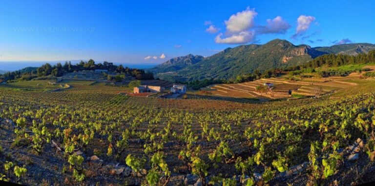Σάμος: Ένταξη στα προγράμματα αποζημίωσης αμπελοκαλλιεργητών – Μέτρο 23