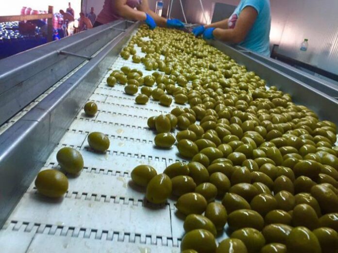 Επιτραπέζια Ελιά: Η καινοτομία που φέρνει η ζύμωση σε κενό αέρος – Καλύτερη υγιεινή, λιγότερα μεροκάματα