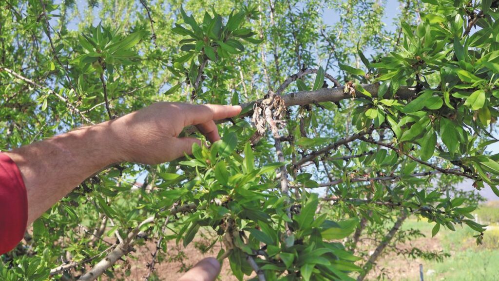 Αμυγδαλιά: Διπλά χτυπήματα από παγετό και φόμοψη