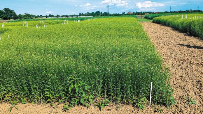 Οι 3 ''μοντέρνες'' καλλιέργειες της Κ.Α.Π που ''περπατάνε'' στα ελληνικά χωράφια