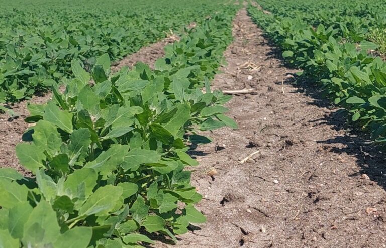 Από την κινόα στην καμελίνα – Η ΕΑΣ Ορεστιάδας πρωτοπορεί σε νέες βιώσιμες καλλιέργειες