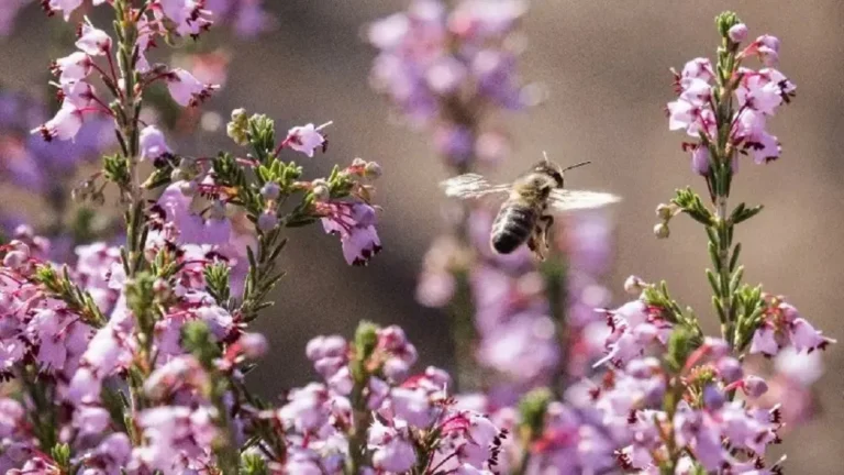 Πευκοσουσούρα Χαλκιδικής: Προς ΠΟΠ ένα μοναδικό μέλι με φυσική υπεροχή