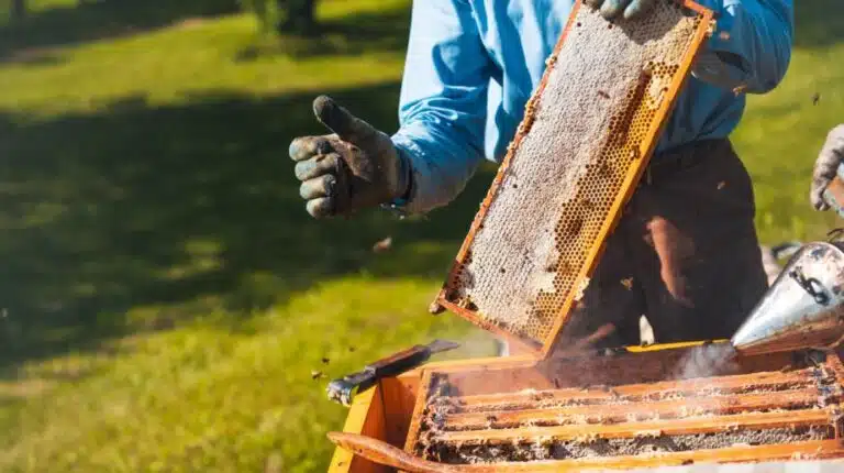 Αλμυρός: Πιστοποίηση για αγουρέλαιο, μέλι, τσάι και ρίγανη