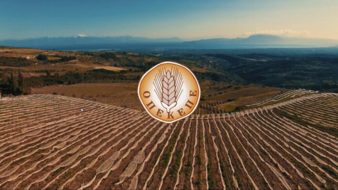 Σκάνδαλο ΟΠΕΚΕΠΕ: Απάτες εν μέσω ευλογιάς – Μεγαλοστελέχη ΝΔ και ΠΑΣΟΚ εισέπραξαν για τριφύλλια πάνω από 1εκ€ (Βίντεο)