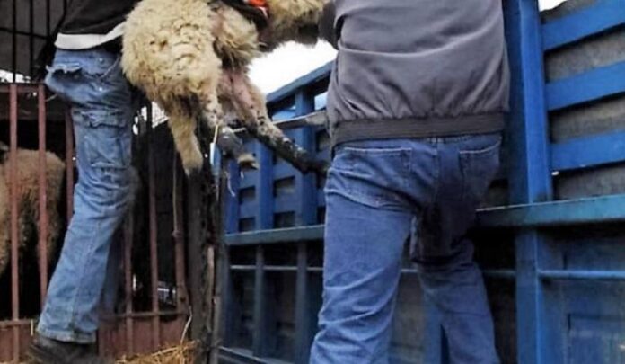 Χανιά: Εξιχνιάστηκαν δύο υποθέσεις ζωοκλοπής στον Πλατανιά