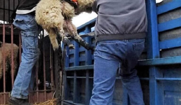 Χανιά: Εξιχνιάστηκαν δύο υποθέσεις ζωοκλοπής στον Πλατανιά