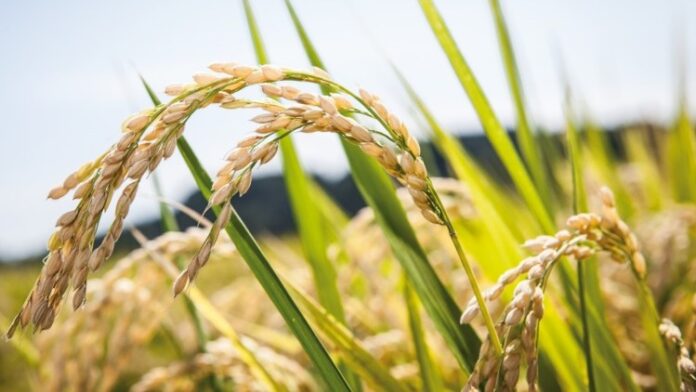Η συνδεδεμένη ενίσχυση για το ρύζι 2024 φτάνει τα 28,96€/στρέμμα – δείτε τι προβλέπει η απόφαση του ΥΠΑΑΤ και πότε πληρώνει ο ΟΠΕΚΕΠΕ.
