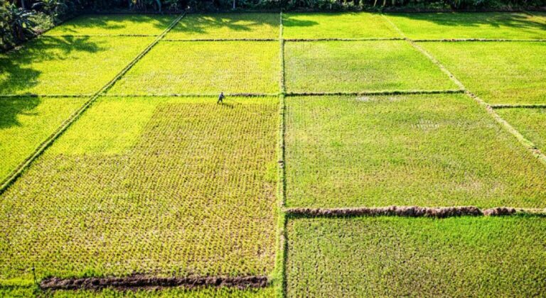 Ρεκόρ στην καλλιέργεια ρυζιού: +40.000 στρέμματα με φόντο τον “πονοκέφαλο” της άρδευσης