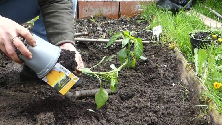 Έργο «ΔιαΦυΓε»: Διάσωση σπάνιων ποικιλιών για βιώσιμη γεωργία