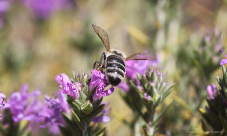 Η ξηρασία εξαφάνισε το θυμάρι – Κραυγή αγωνίας και επιβίωσης από τους μελισσοκόμους