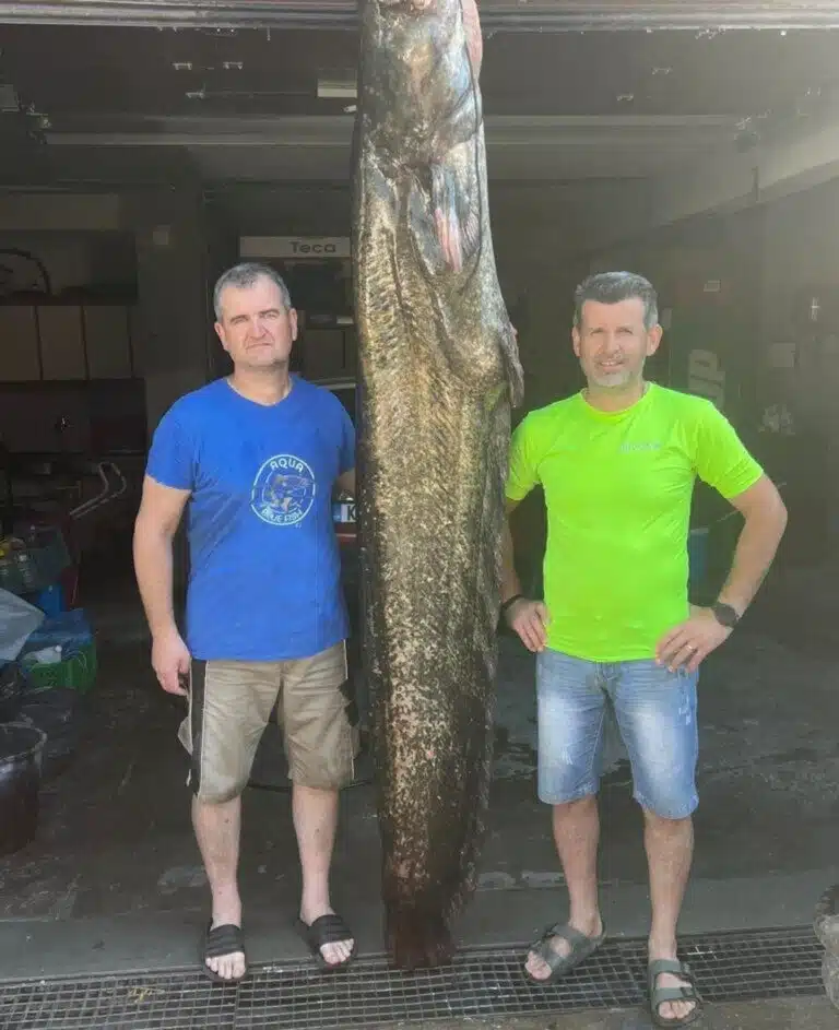 Έπιασαν ψάρι βάρους 105 κιλών…στην Κοζάνη (βίντεο)