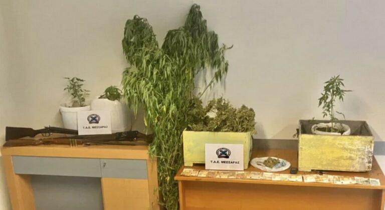 Μεσαρά: Κρυψώνα κάνναβης σε μελισσοκυψέλες – Συλλήψεις & εκρίζωση φυτείας