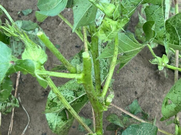 Δομοκός: Πάνω από 20.000 στρέμματα κατεστραμμένα από θεομηνία – Απόγνωση στους αγρότες