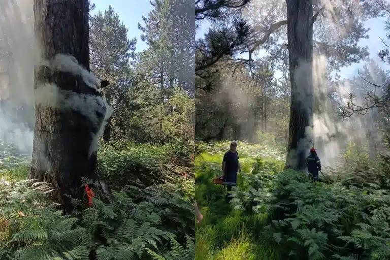 Ημαθία: Κτηνοτρόφος και drone έσωσαν το δάσος στο Σέλι από φωτιά