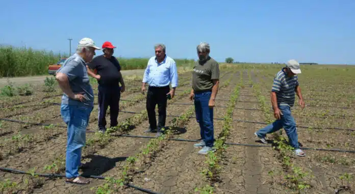 Φθιώτιδα: Έως 100% οι απώλειες σε βαμβάκι, τομάτα και καλαμπόκι από χαλάζι