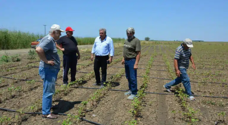 Φθιώτιδα: Έως 100% οι απώλειες σε βαμβάκι, τομάτα και καλαμπόκι από χαλάζι