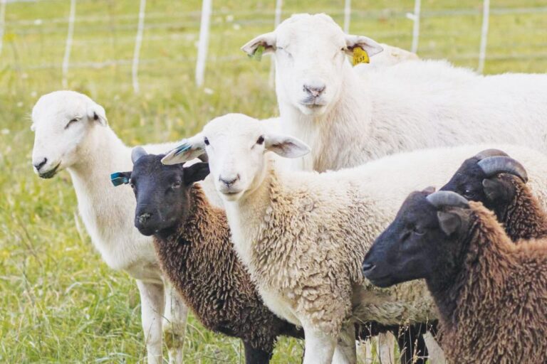 «Μαζί με τα Ξερά Καίγονται και τα Χλωρά»: Στον «Αέρα» οι Κτηνοτρόφοι – Εκτός Όλων των Πληρωμών, Χρωστούμενα 96 εκατ. €