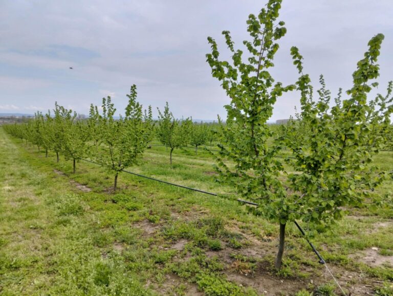 Θεσσαλονίκη: Φύτευση 1000 δέντρων από την ανάδοχο του FlyOver