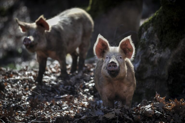 Κρούσμα αφρικανικής πανώλης των χοίρων εντοπίστηκε στις Σέρρες – Σε ισχύ έκτακτα μέτρα