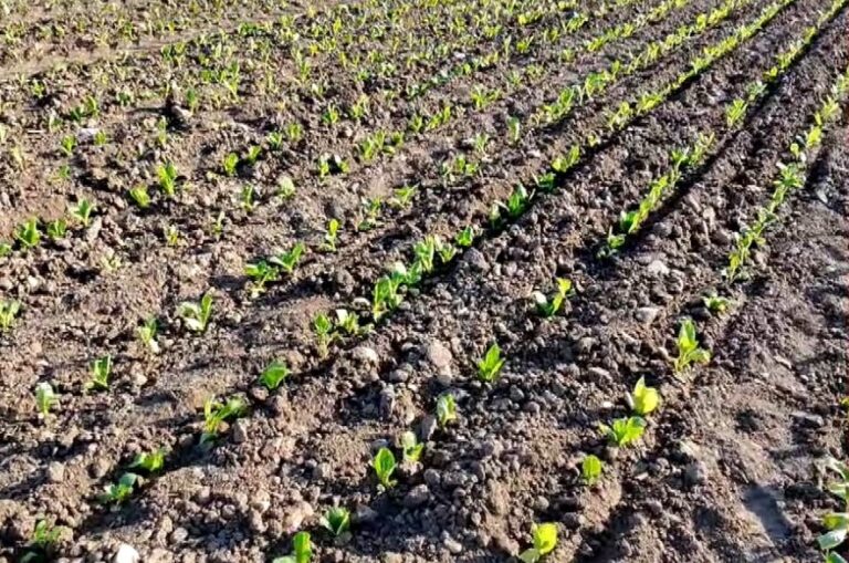 Συνεχίζεται η σπορά στα καπνοχώραφα της Κομοτηνής