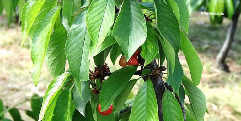 Αρκαδία: Ολοκληρωτική καταστροφή για τα κεράσια από τον παγετό