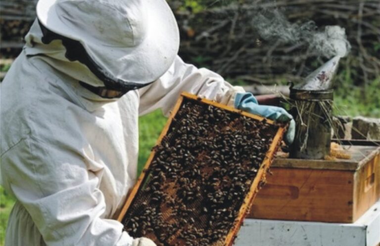 Μελισσοκόμοι κατά Τσιάρα για τα βιολογικά προγράμματα