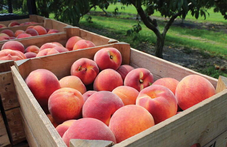 Ένα στα τρία πυρηνόκαρπα κάηκε από τον εαρινό παγετό λέει η Europech