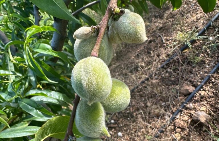 Ακάρεα και καύσωνες απειλούν τα ροδάκινα με παραμορφώσεις