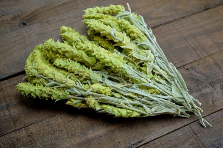 Ξεκίνησε η συγκομιδή του τσάι Ολύμπου – Εξαιρετική η χρονιά σε ποιότητα και ποσότητα