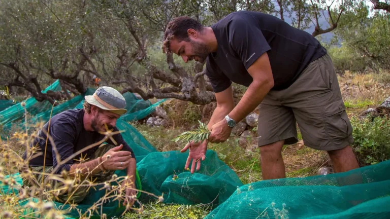 Ελαιόλαδο :Ακρίβεια σε κάθε βήμα, Το Μυστικό Ενός Βραβευμένου Παραγωγού από την Κρήτη