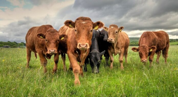 Αγελαδοτροφία Γάλακτος: Ζητούμενη η Στήριξη του Κλάδου για να Επιβιώσει