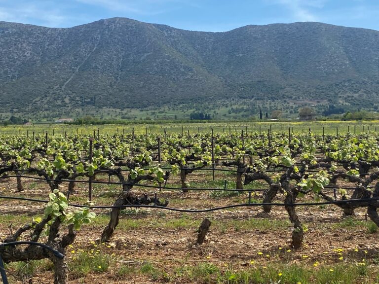 Άδειες Φύτευσης Αμπέλου 2026: Ανοίγει η Πλατφόρμα – Αναλυτικός Οδηγός με τα Κριτήρια και το Σύστημα Μοριοδότησης