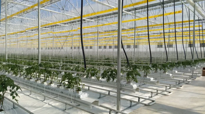 Τα 16 σημεία που πρέπει να εξεταστούν πριν την επένδυση σε σύγχρονα υδροπονικά θερμοκήπια