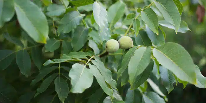 Θεσσαλία: Νέο «Μέτρο 23» για Καρυδοπαραγωγούς λόγω Καρπόπτωσης