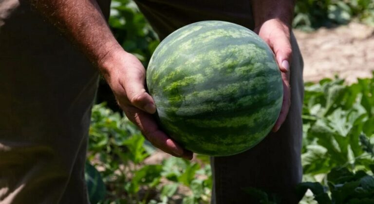 Η Ποικιλία καρπουζιού που ξεπουλάει πρώτη – Δείτε τις τιμές