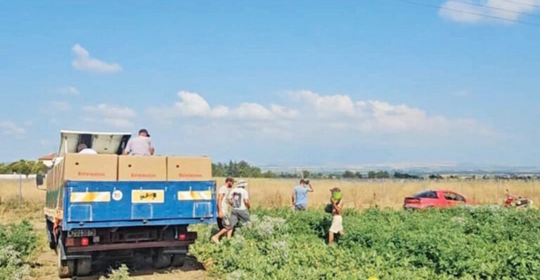 Καρπούζι: Πειραματική καλλιέργεια για πρωιμότητα – Νέες τεχνικές