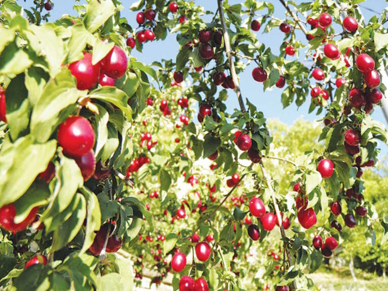 Καλλιέργεια Κρανιάς: Μια Εναλλακτική Πρόταση για τους Έλληνες Αγρότες