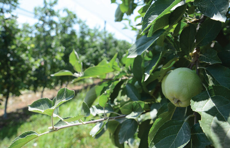 Ξεκίνησε η 2η πτήση της καρπόκαψας σε μηλιές, ώρα για ψεκασμό στους καρπούς