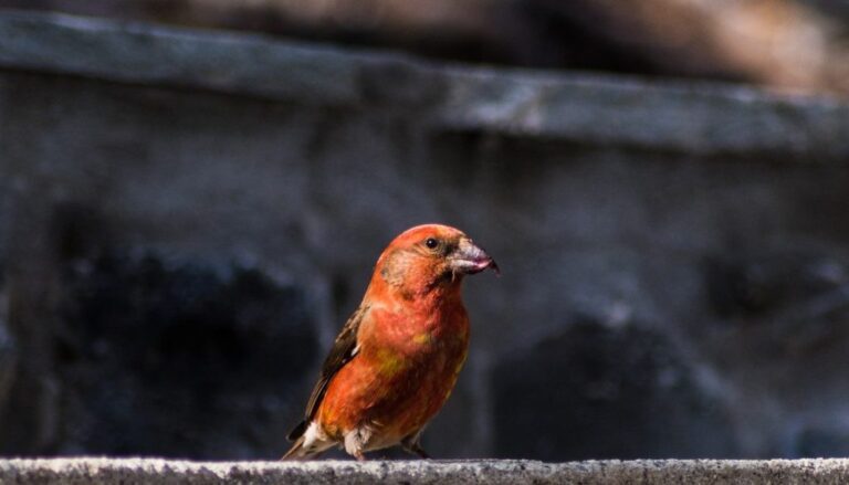 Νέες Ενισχύσεις για Προστασία από Αρκούδα & Πουλιά: Αναλυτικά τα Ποσά ανά Καλλιέργεια (ΚΑΠ 2025)